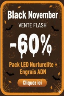 Coupe de balais Black Friday